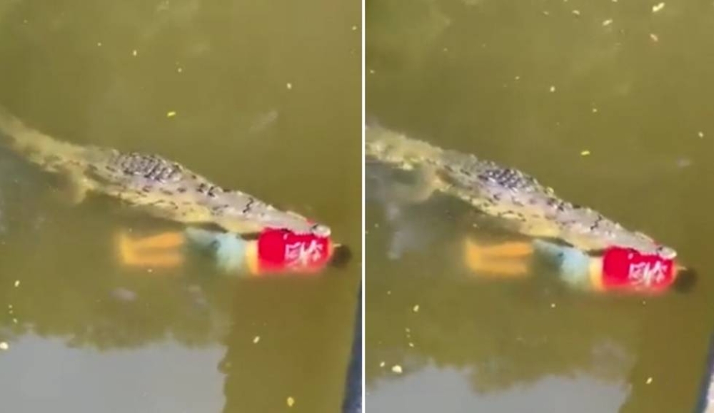 فيديو صادم.. شاهد: تمساح يلتهم لاعب كرة قدم في النهر