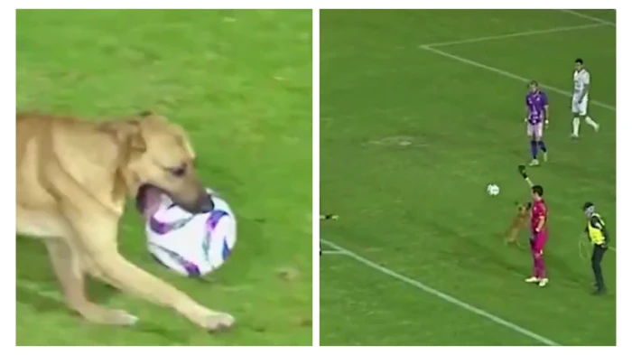 بالفيديو.. كلب يقتحم ملعب كرة قدم ويخطف الكرة من حارس المرمى