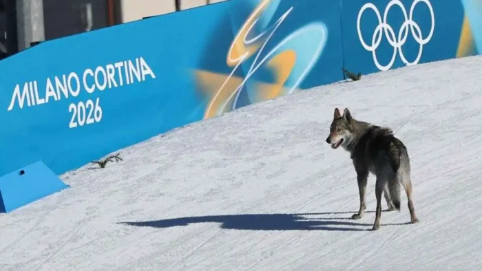 بالفيديو.. كلب يطارد المتسابقات في منافسات الأولمبياد الشتوية